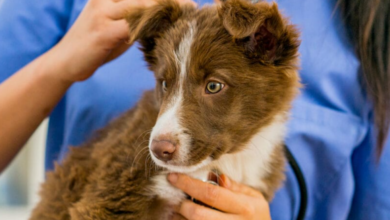 a-comprehensive-guide-to-understand-albendazole-for-dogs